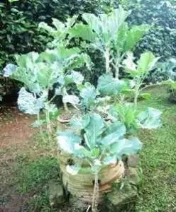 Collards Gardening Sack