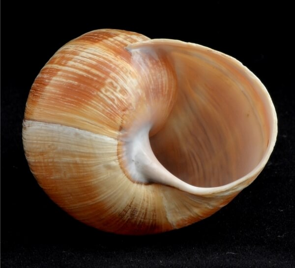 Snail Shell