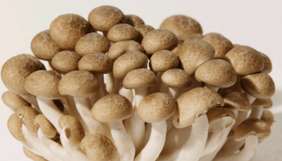 Edible Mushrooms