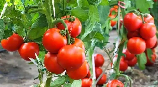 Tomato Garden Business