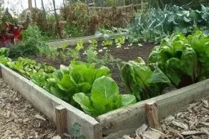 Vegetable Gardening Business