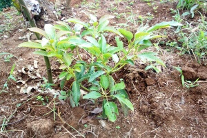 avocado growing project