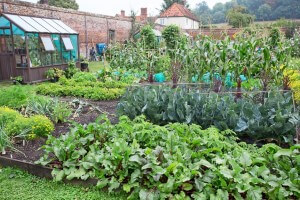 vegetable garden