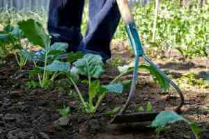 weed-management-vegetable-garden
