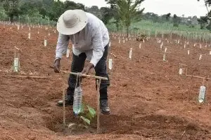 plastic bottle drip irrigation