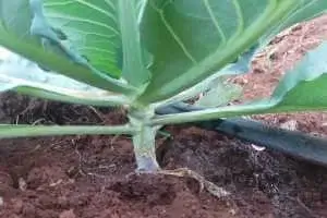 Pipe Drip Irrigation